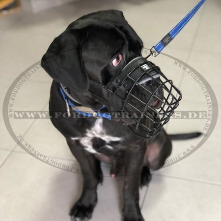 Draht Maulkorb für Cane Corso, bedeckt von schwarzem Gummi