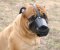 Bullmastiff Ledergepolsterter Alltags-Hundemaulkorb