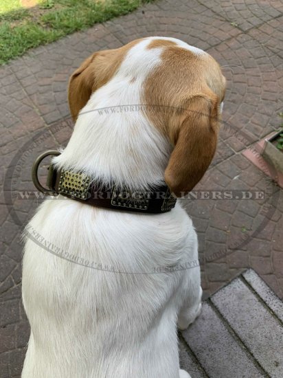 Vintage Leder Hundehalsband mit Platten kaufen