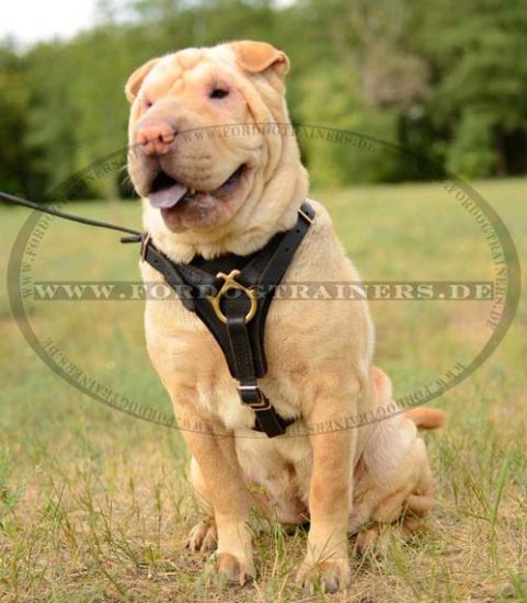 Bestseller Hundegeschirr Leder für Shar-Pei, Leichtes Suchgeschirr ➌ - zum Schließen ins Bild klicken