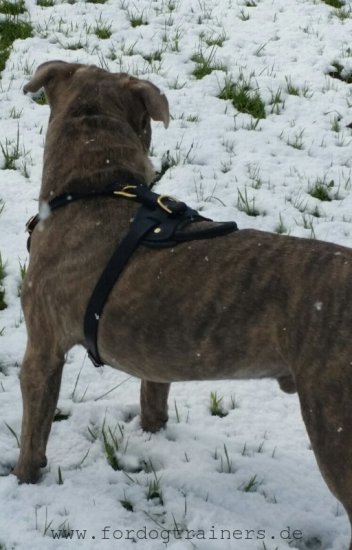 Hetz Hundegeschirr aus Leder für Amerikanischen Pitbull