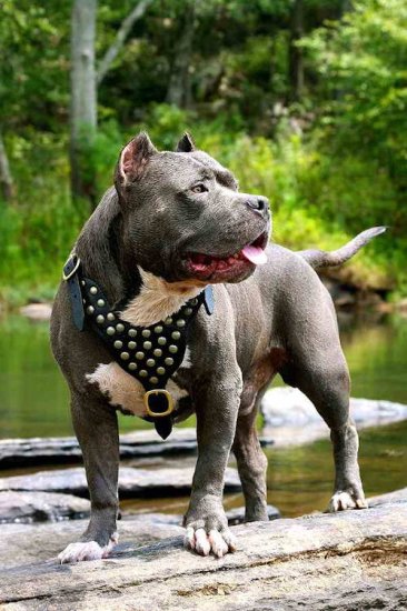 Pitbull Hundegeschirr mit Nieten besetztes ähnliche Hunderasse
