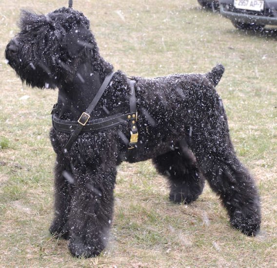 Schwarzer Terrier Such- Zug- Lauf-Hundegeschirr aus Leder - zum Schließen ins Bild klicken