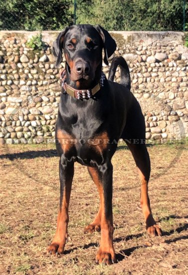 Gorgeous spiked leather dog collar for Doberman