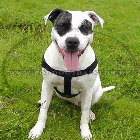 All-Weather Dog Harness for Amstaff, Dogs Education and Sport
