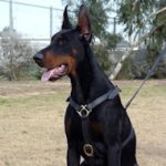 Hundegeschirr H7, von Hand gefertigtes für Dobermann