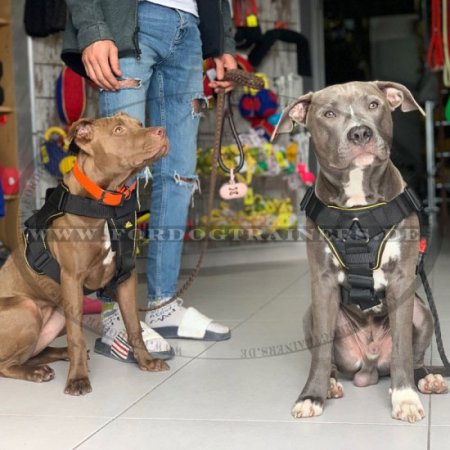 Bestseller K9 Hundegeschirr für Pitbulls ❺❺❺