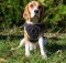 Hundegeschirr aus hochwertigem Nylonmaterial für Beagle