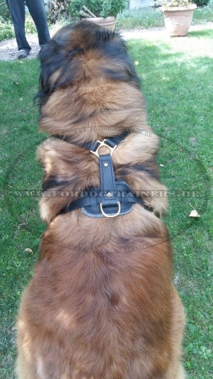 Bestseller Hundegeschirr Leder für Schutzhunde mit Luxus Design