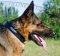 Leder Halsband mit ID-Tag für Deutschen Schäferhund