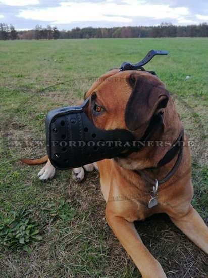 Closed Dog Muzzle of Leather "Dondi plus" buy