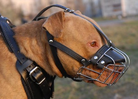 Wire Basket Dog Muzzle for Pitbull