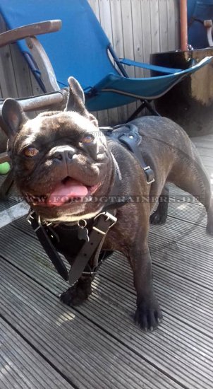 Bestseller Hundegeschirr aus Leder für Schutzhunde-Arbeit