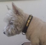 Feines Leder Halsband für Westie