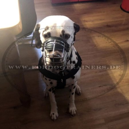 All Weather Dog Harness of Nylon for Dalmatian