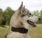 Hundehalsband Leder Exklusiv für Alaskan Malamute, mit Nappa