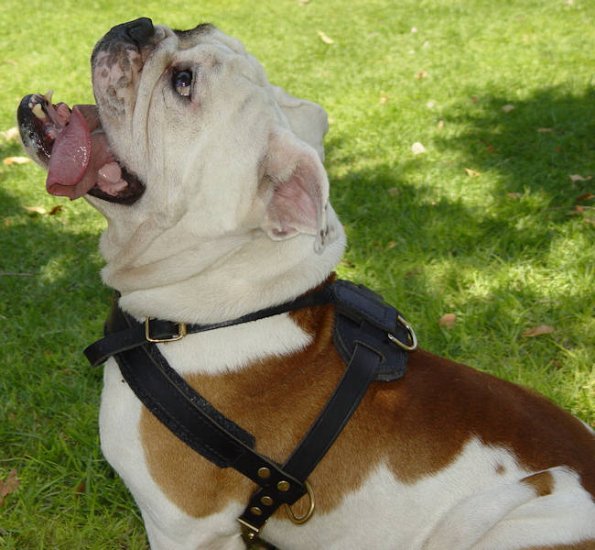 Englische Bulldogge Lauf-Hundegeschirr aus Leder