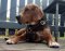 Hundegeschirr Leder für Beagle in bequemem Schnitt, gepolstert