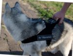 Bestseller Hundegeschirr K9 Husky Nylon Geschirr für Große Hunde