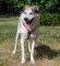 Exklusives Hundegeschirr für Laika | Leder Geschirr für Hund