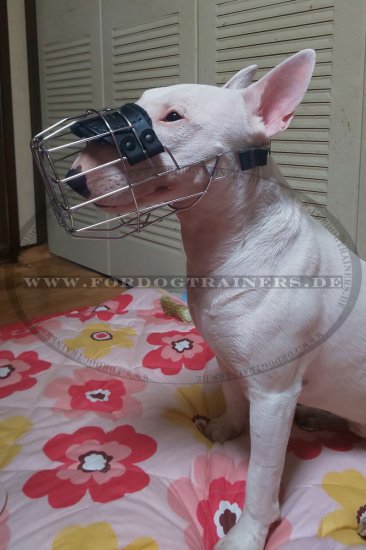 Bull Terrier Wire Cage Muzzle for Activities