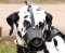 Dalmatian Ledergepolsterter Alltags-Hundemaulkorb M51