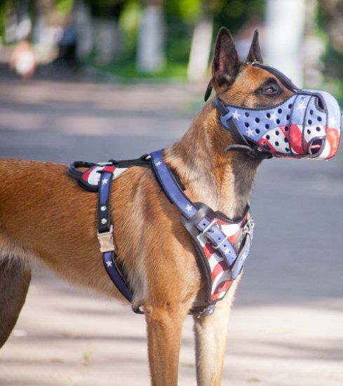 Hundegeschirr Leder Belgischer Malinois, Amerikanischer Stolz