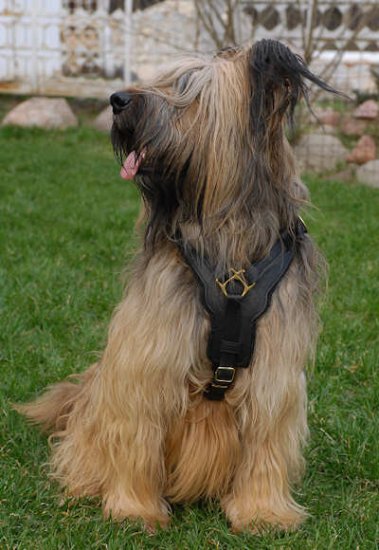 Bestseller Briard Edles Hundegeschirr aus Leder, Bestes Angebot