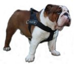 Bestseller Hundegeschirr aus Nylon für Englische Bulldogge