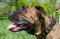 Deutscher Boxer Hundehalsband aus Leder genietet