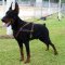 Dobermann Such-Zug- Lauf-Hundegeschirr aus Leder