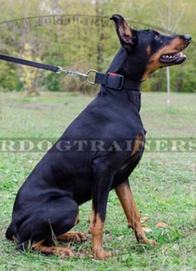 Allwetter-Nylonhalsband für Dobermann mit Schnellverschluss - zum Schließen ins Bild klicken