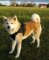 Hachiko Akita Hundegeschirr aus Nylon