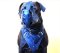 Alano Dogge Hundemaulkorb mit Stahlschiene