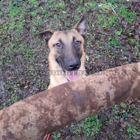 Leder-Beißwulst für Hundesport 60 cm mit zwei Handschlaufen