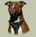 Hundegeschirr aus Leder für Amerikanischer Pitbull