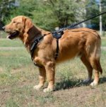 Bestseller Geschirr Leder für Hundesport | Golden Retriever Hunde Geschirr