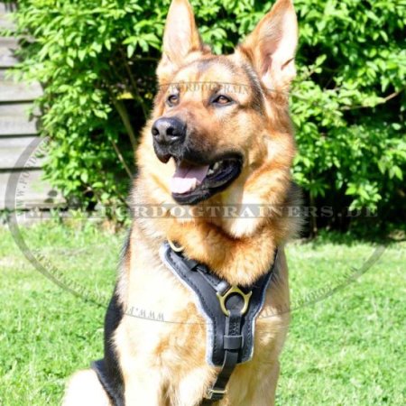 German Shepherd Luxury Handcrafted Padded Leather Harness