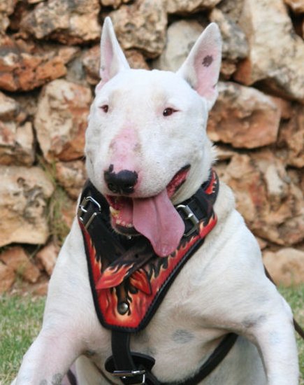 Bullterrier Hundegeschirr Leder mit Flammen Design
