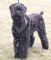 Black Russian Terrier Exclusive Luxury Padded Leather Harness