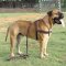 Bullmastiff Tracking ,Pulling,Walking Leather Dog Harness H5