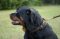 Halsband Leder Rottweiler | Hunde-Lederhalsband Geflochten