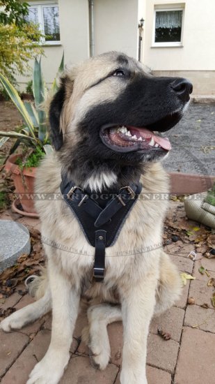 Caucasian Shepherd Agitation Leather Dog Harness