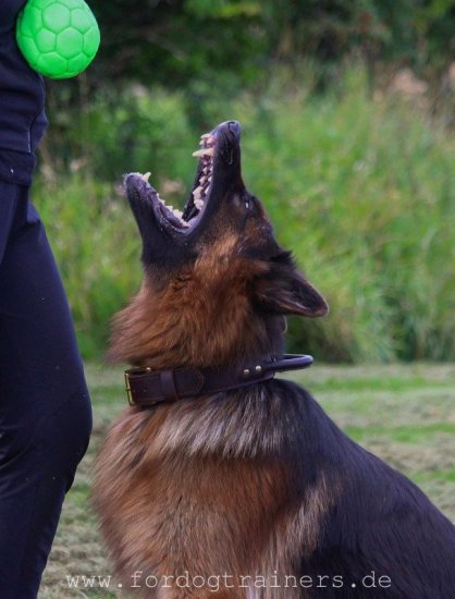 Hetz-Hundehalsband aus Leder mit Griff für Schäferhund