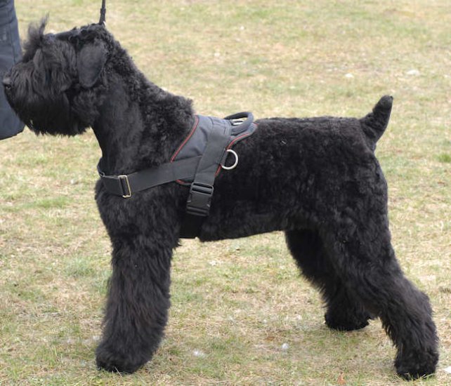 Bestseller Allwetter-Hundegeschirr aus Nylon für Schwarzen Terrier