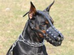 Bestseller Dobermann Maulkorb aus Leder, sehr weiches Nasegebiet ✿