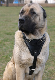 Bestseller Luxus Gepolstertes Leder Kaukasischer Owtscharka-Hundegeschirr - zum Schließen ins Bild klicken