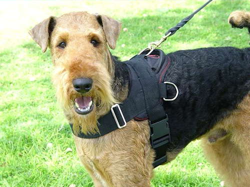 Hundegeschirr aus Nylon fur Airedale Terrier