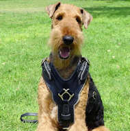 /images/Airedale-Terrier-Edles-Hundegeschirr-H10.jpg