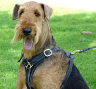 Bestseller Laufgeschirr Leder für Airedale Terrier